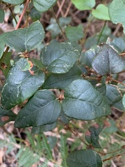 Platylobium reflexum