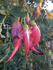 Clianthus puniceus