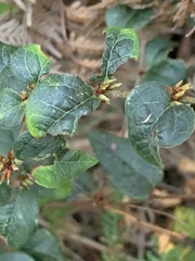 Platylobium reflexum