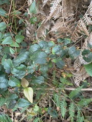 Platylobium reflexum