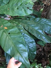 Anthurium crenatum