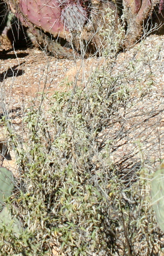 Ambrosia deltoidea