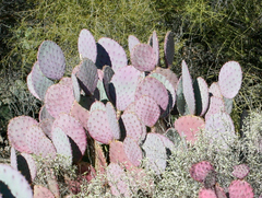 Opuntia santa-rita