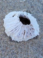 Chthamalus stellatus