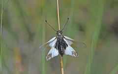 Libelloides lacteus