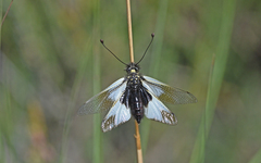 Libelloides lacteus