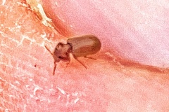 Coleoptera
