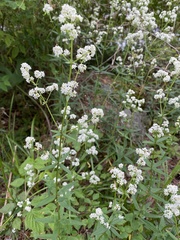 Galium rubioides