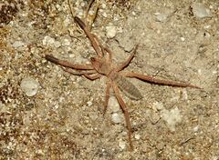 Gluvia dorsalis