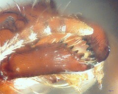 Pogonomyrmex salinus