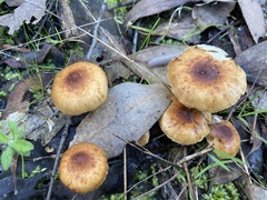Pholiota communis