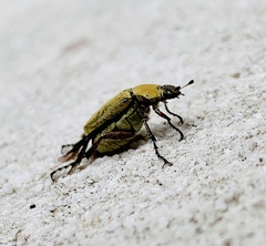 Macrodactylus ocreatus
