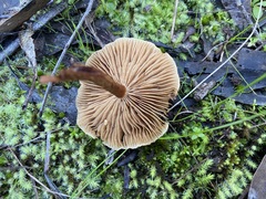 Pholiota communis