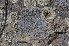 Circinaria caesiocinerea