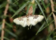 Idaea mustelata