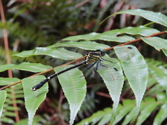 Leptogomphus sauteri