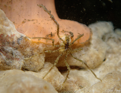 Ammothea hilgendorfi