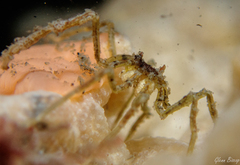 Ammothea hilgendorfi