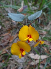 Bossiaeeae