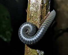 Rhinocricidae