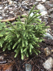 Picea breweriana