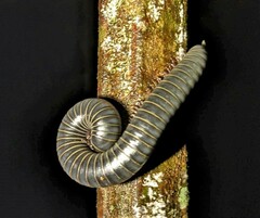 Rhinocricidae