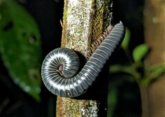 Rhinocricidae