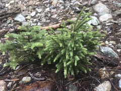 Picea breweriana
