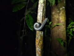 Rhinocricidae