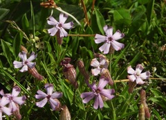 Silene vallesia