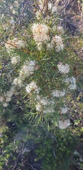 Hakea trifurcata