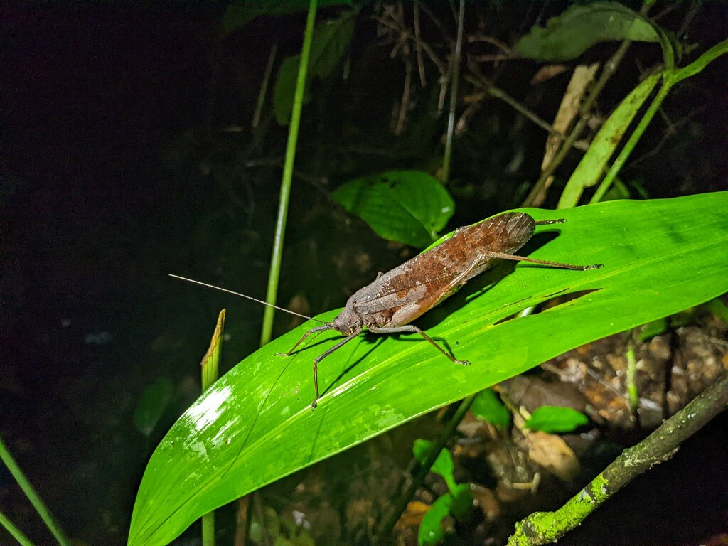 Chondrosternum dohrni