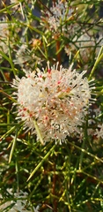 Hakea trifurcata
