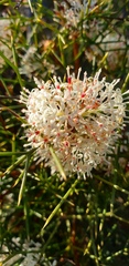 Hakea trifurcata