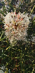 Hakea trifurcata