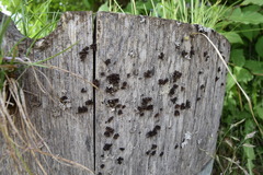 Tuckermanopsis sepincola