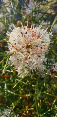 Hakea trifurcata