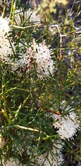Hakea trifurcata