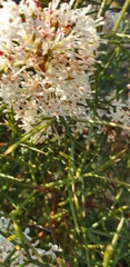 Hakea trifurcata