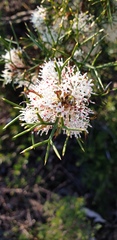 Hakea trifurcata