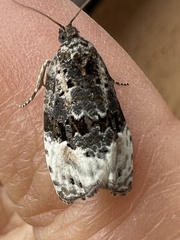 Apotomis betuletana