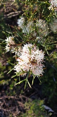 Hakea trifurcata