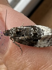 Apotomis betuletana