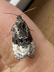 Apotomis betuletana
