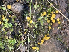 Phaeohelotium baileyanum