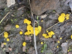 Phaeohelotium baileyanum