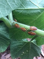 Piezosternum subulatum