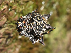 Gasteracantha kuhli