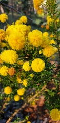 Acacia lateriticola