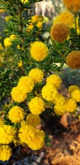 Acacia lateriticola